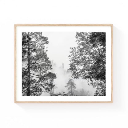 Black and white forest wall art featuring towering pine trees emerging through mountain fog, creating a dramatic woodland scene with moody minimalist nature photography.