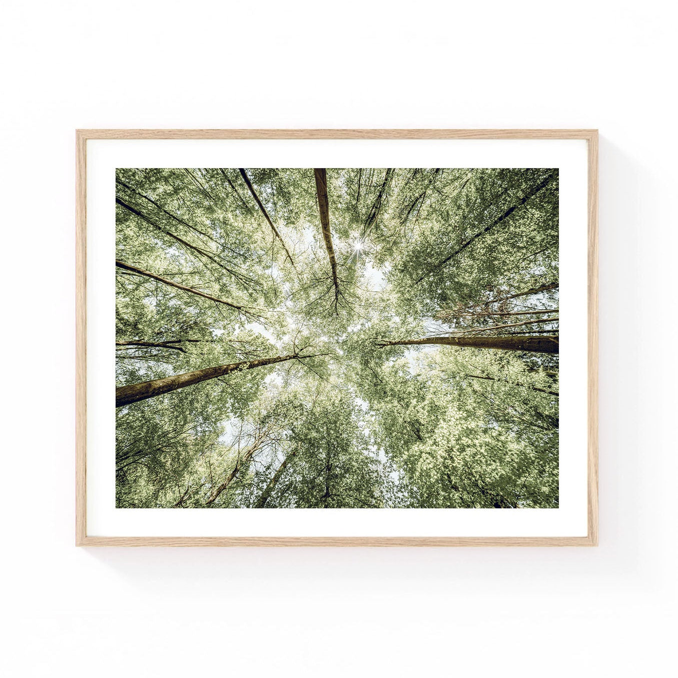 Forest canopy wall art featuring tall trees reaching toward the sky with sunlight filtering through lush green leaves in a serene woodland setting.