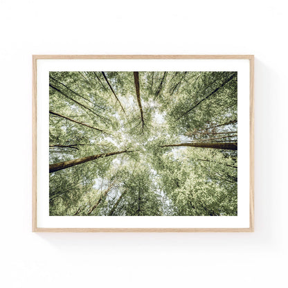 Forest canopy wall art featuring tall trees reaching toward the sky with sunlight filtering through lush green leaves in a serene woodland setting.