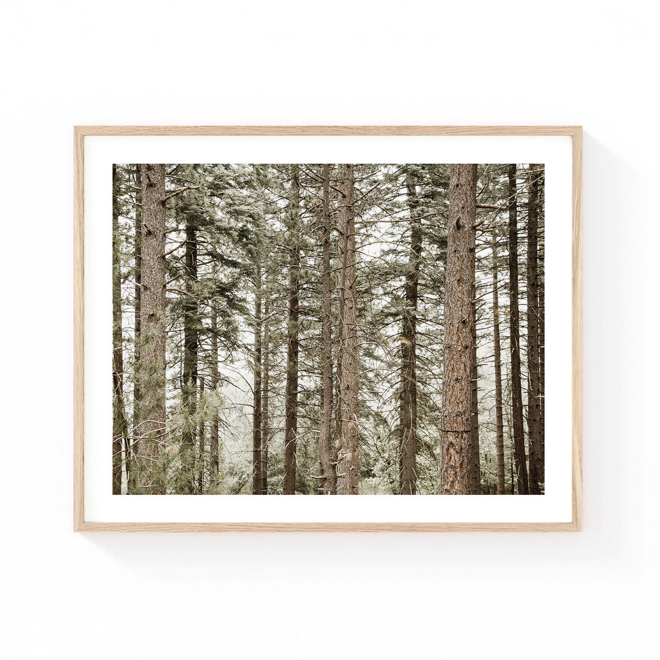 Neutral pine forest wall art featuring tall evergreen trees in soft earthy tones, creating a peaceful woodland scene with rustic and minimalist natural beauty.