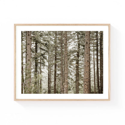 Neutral pine forest wall art featuring tall evergreen trees in soft earthy tones, creating a peaceful woodland scene with rustic and minimalist natural beauty.