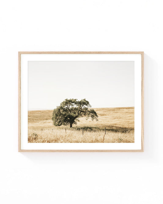 Oak tree wall art in a golden California grassland landscape, featuring a solitary tree standing in a sunlit dry meadow with soft neutral beige tones and an open sky.