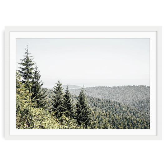 Fine art redwood forest landscape wall art print in white frame with mat