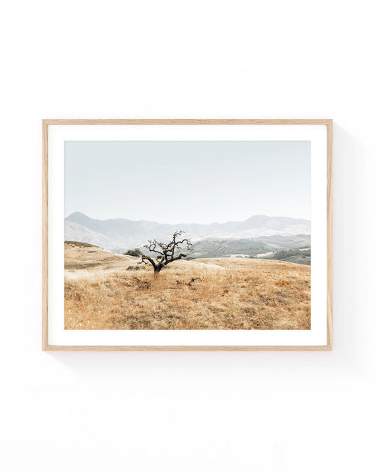 Lone twisted tree in dry golden grass hills with layered mountains in the background, Santa Ynez Valley landscape under a soft neutral sky.