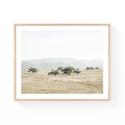 Santa Ynez wall art featuring ancient oak trees scattered across a golden meadow with soft mountain ridges in the distance and muted California countryside tones.