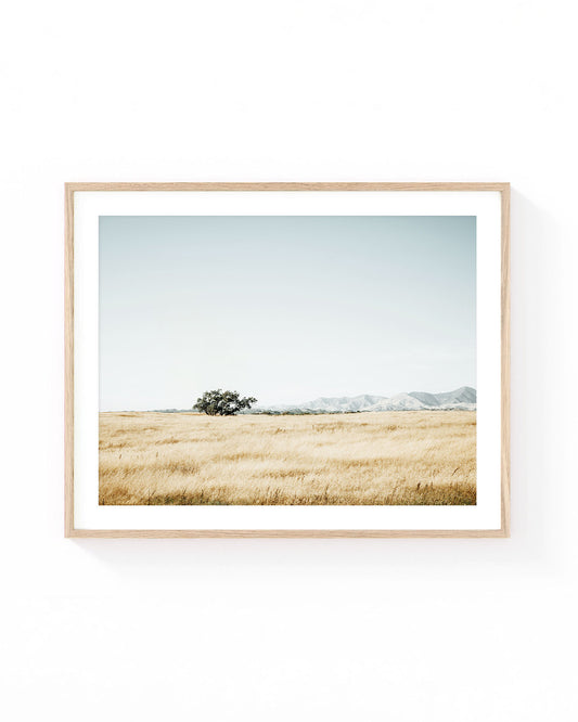 Minimalist California meadow wall art featuring a lone oak tree in a golden grassland with soft mountain ranges and a pale blue sky in the background. Neutral landscape photography in warm beige and muted blue tones.
